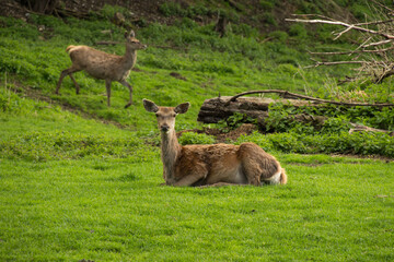 Naklejka na ściany i meble a doe of the red deer species sitting on grass looking at the observer, another doe in the background
