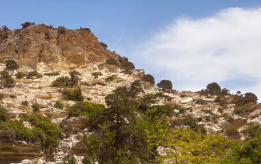 Fototapeta na wymiar Vegetation on a steep mountain wall. Avakas Gorge, Akamas peninsula, Cyprus.