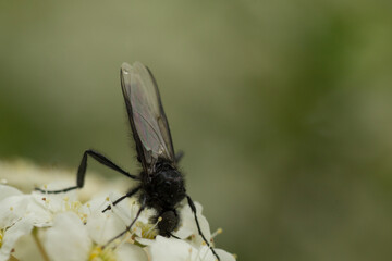 A macro shot of a hawthorn fly or March fly (Bibio marci) crawling over the blossoms of a spirea brush and sucking nectar 