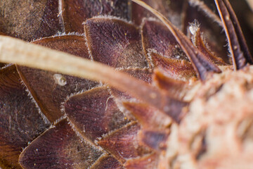 pineapple palm petals close-up macro a background