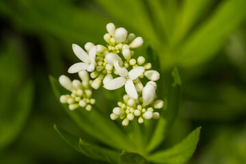Macro of sweet woodruff (Galium odoratum) blossoms, flower buds and leaves in the forest