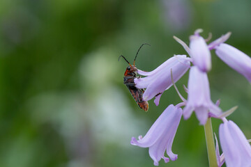Soldier beetle (Cantharis) clutching a bluebell blossom and observing its surroundings