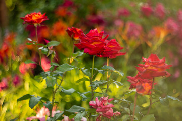 Obraz premium red-orange rose flowers in a garden landscape in summer, defocused, country plot