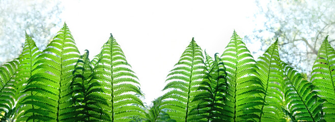 green fern leaves outdoor, abstract natural background. banner