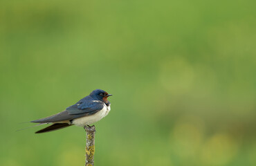 The barn swallow (Hirundo rustica) sitting on the branch with green background