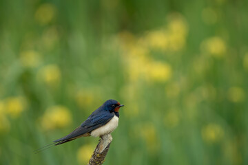 The barn swallow (Hirundo rustica) sitting on the branch with green and yellow background