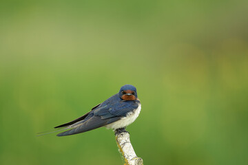 The barn swallow (Hirundo rustica) sitting on the branch with green background