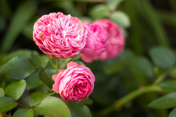 beautiful flowering bush of climbing rose of crimson color in the garden in landscape design