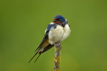 The barn swallow (Hirundo rustica) sitting on the branch with green background