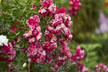 beautiful flowering bush of climbing rose of crimson color in the garden in landscape design