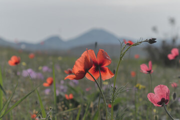 Red flower in a field with a background of mountains