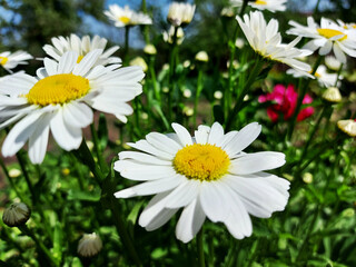 daisies bloom in the summer in the garden. beautiful flowers.