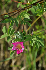 Blooming rose hips