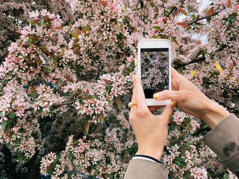 Woman taking a photo of cherry blossom flowers with her mobile phone, Belarus