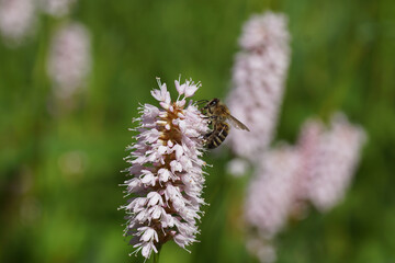 Western honey bee or European honey bee (Apis mellifera) on pink flowers of bistort (Bistorta officinalis, Persicaria bistorta), dock family (Polygonaceae). June, Dutch garden.