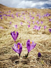 Purple crocus flowers. Purple meadows in the mountains.