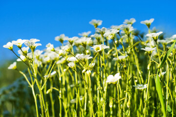 Many delicate green stems of grass and white flowers against the blue sky. Saxifrage. Background. Texture.