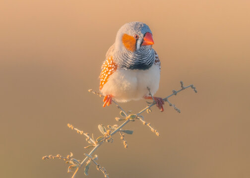 Male zebra finch (Taeniopygia guttata) perched on branch, Australia
