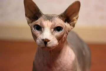 A beautiful Canadian Sphynx cat with amazing blue eyes looks directly into a camera. The beloved bald cat portrait in a home environment. Hypoallergenic pets. A muzzle of a smart serious cat close-up