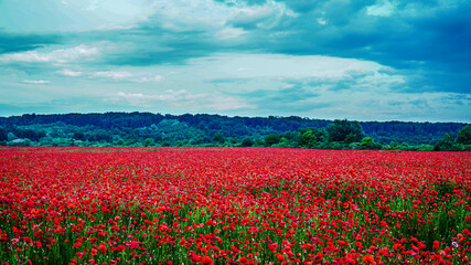 Remembrance poppy, field with poppies, nature, mountains, red flowers, red field, field with flowers