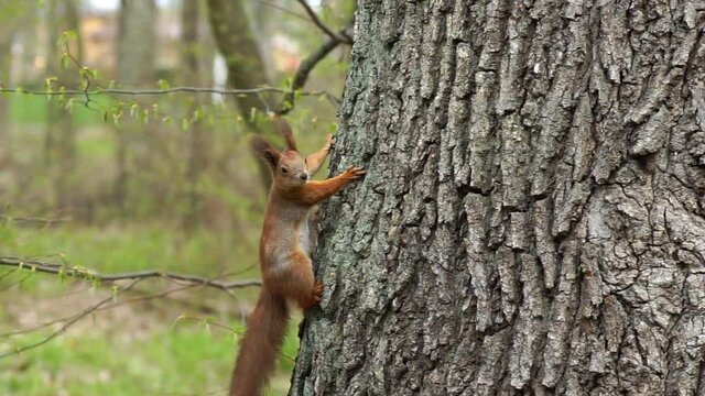 The red squirrel happily gnaws the nut. Squirrel jumps on tree branches, gnaws nuts and food in the spring forest gnaws a nut