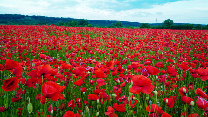 Remembrance poppy, field with poppies, nature, mountains, red flowers, red field, field with flowers - Powered by Adobe