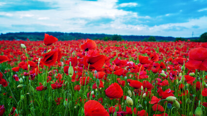 Remembrance poppy, field with poppies, nature, mountains, red flowers, red field, field with flowers