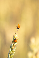 ladybugs perched on an ear of grain with out-of-focus background