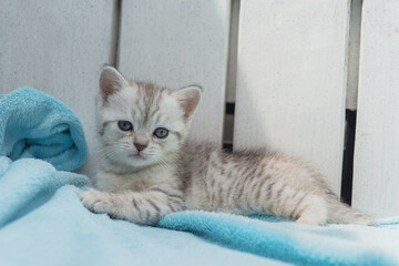 Gray striped kitten on a light blue background