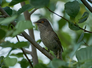 barred warbler on a branch