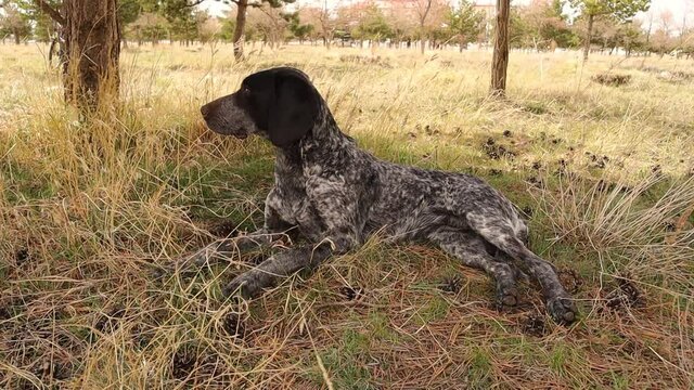The hound responds to its owner's call.
Dog relaxing in the garden.
cute dog enjoying the sun in the woods in early spring.
animals, animal.
pets, pet.
Love dogs. Canine.
wild nature, wildlife.
park