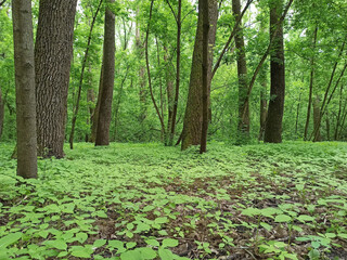 Pine forest with young pines and brushwood