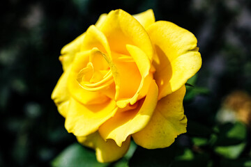 yellow rose in the garden