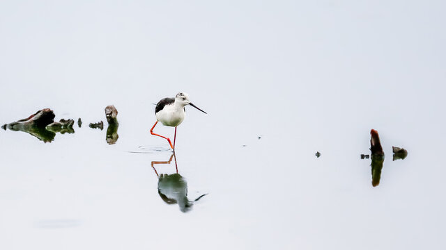 Close-up photo of Black-winged Stilt, black and white bird with very long red legs, wading in the middle of the water surface. Himantopus himantopus.