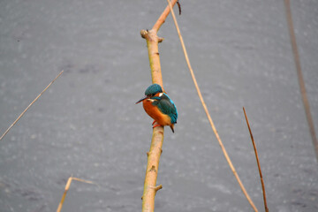 kingfisher on branch