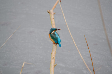 kingfisher on branch
