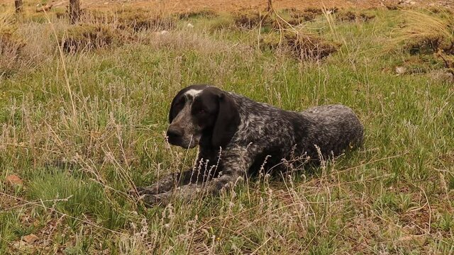 Homeless dog relaxing in the garden.
cute dog enjoying the sun in the woods in early spring.
dog Breed: Hound.
animals, animal.
pets, pet.
Love dogs. Canine.
wild nature, wildlife.
Garden, park