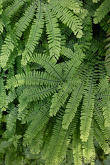 Maidenhair Fern leaves in wilderness
