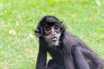 Fototapeta premium spider monkey young