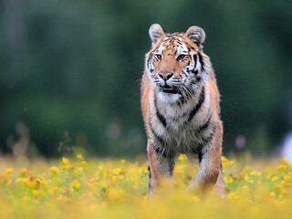 The largest cat in the world, Siberian tiger, Panthera Tigris altaica, running across a meadow full...
