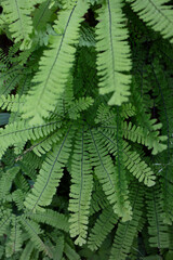 Maidenhair Fern leaves in wilderness