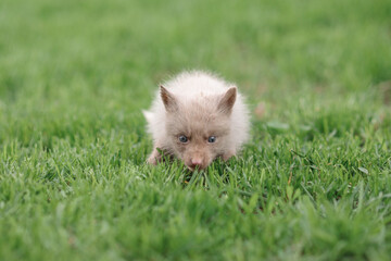 small white fox cub runs in the lush spring green grass
