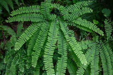 Maidenhair Fern leaves in wilderness