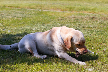 Labrador gryzący kawałek drewna.