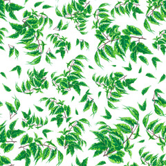 Ficus branches with green leaves in a pattern on a white background.