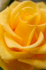 yellow rose closeup