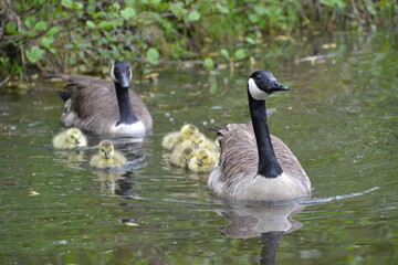 goose on the water with babys