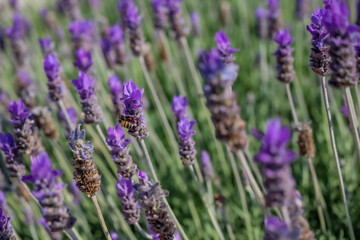 lavender field region