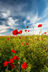 Fototapeta na wymiar Vivid red poppies on a green meadow against a blue sky with light clouds