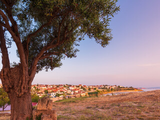 A landscape of small Greek Mediterranean town in golden sunrise tints with a big old olive tree in the foreground against a backdrop of clear blue sky